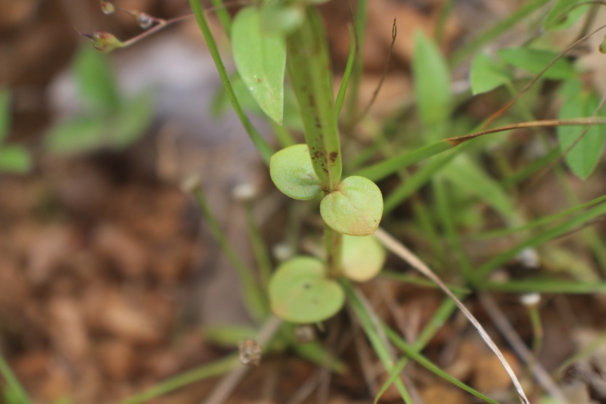 Canscora heteroclita (L.) Gilg